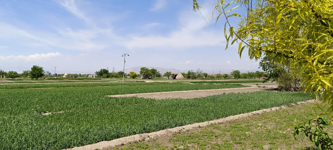 محصول سالم سبزیجات برگی جعفر دایی در حکم آباد